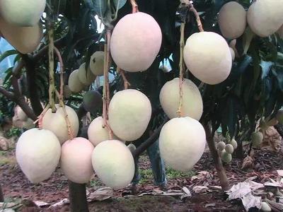 好消息!攀枝花啟動(dòng)芒果深加工項(xiàng)目,以后想吃芒果干、芒果醬再也不用網(wǎng)購(gòu)了!