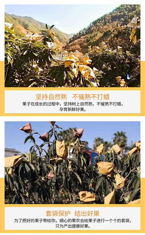 攀枝花米易.新鮮 當季 現摘 精品五星枇杷 凈重3斤 4斤