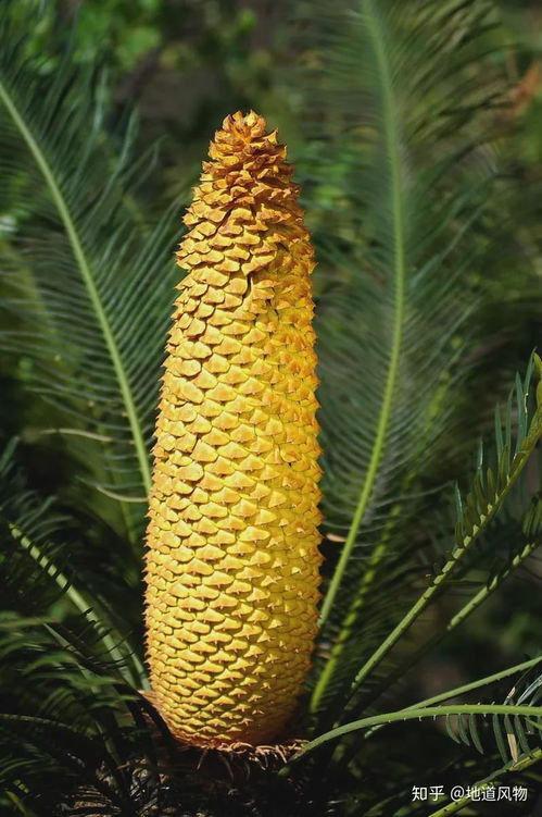 攀枝花是一座怎樣的城市