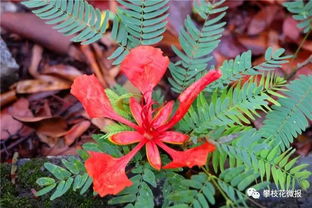 攀枝花這個地方好熱鬧,曬花曬樹曬美女 各種曬 十分養(yǎng)眼