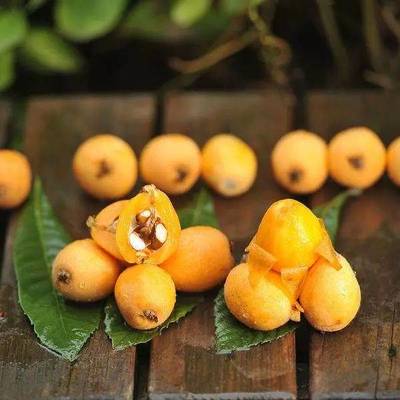 春季感冒咳嗽高發(fā)期,這些水果好吃又養(yǎng)生。