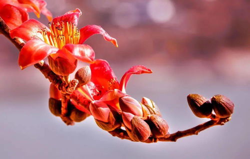 這個春節,就留在攀枝花暖暖過年吧