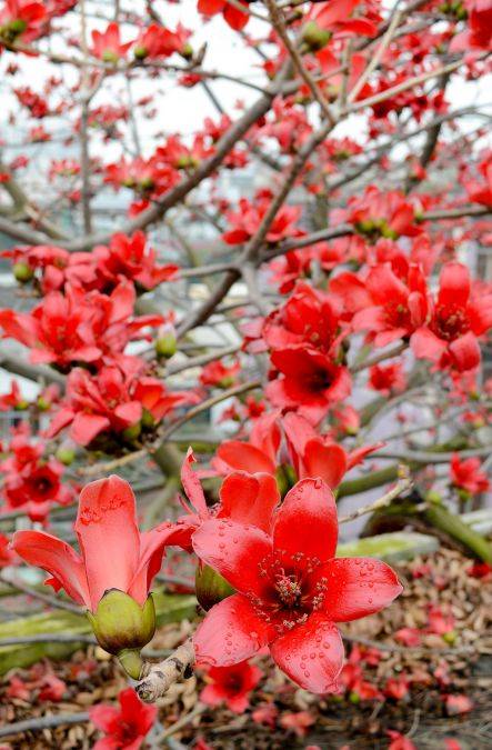 最新消息 攀枝花開了