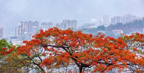 "凡爾賽"的攀枝花,是什么顏色?