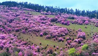 如果有一天,選擇獨自歸隱 我一定選擇攀枝花百靈山