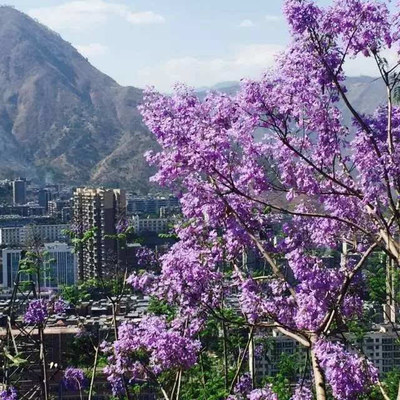 黑珍珠變成了綠翡翠!4月22號藍花楹生態(tài)旅游節(jié),我們一起去西區(qū)耍!-