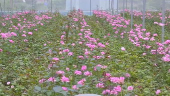 今年中秋,攀枝花最佳賞月時間是......小長假還可以去哪兒嗨 看過來