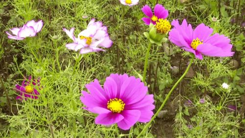 ta竟藏在這里 攀枝花這片格桑花海惹人醉