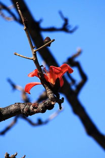攜一組火紅的攀枝花,祝論壇新朋好友新春新氣象,蛇年紅似火