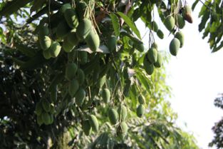 四川攀枝花芒果價(jià)格 四川青皮凱特芒果批發(fā)