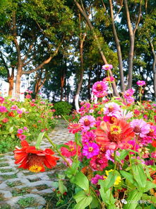 沒想到攀枝花市中心竟然有這么美的銀杏樹葉