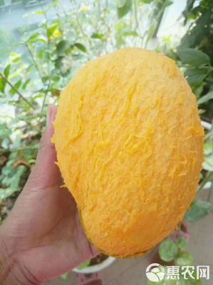 攀枝花芒果 品質(zhì)與美味的象征