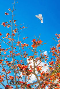 一秒入夏，攀枝花邀您穿短袖襯衣感受31℃溫暖