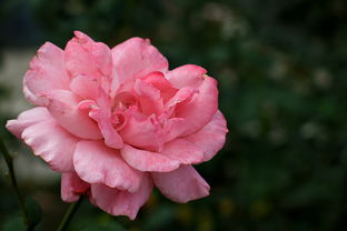 行攝攀枝花學(xué)院 鋼鐵之城中的學(xué)術(shù)綠洲