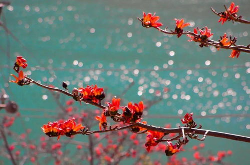 攀枝花，紅了攀枝花