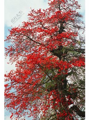 攀枝花 火紅綻放的英雄樹(shù)